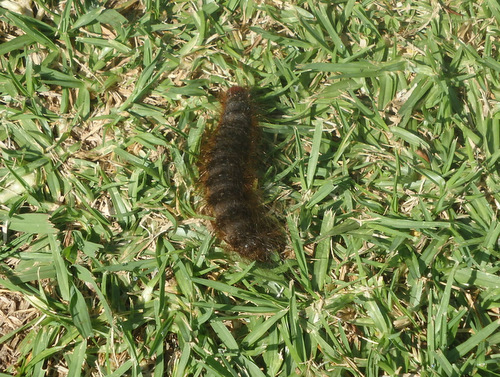 A Woolley Worm! AKA, Caterpillar.
